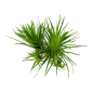 Preview: Eriocaulon cinereum/ 1-2-Grow!